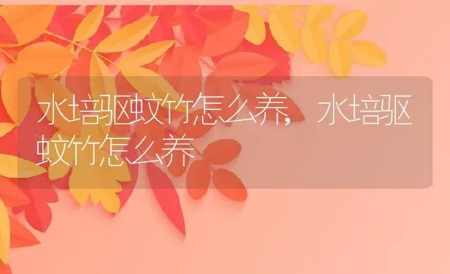 水培驱蚊竹怎么养,水培驱蚊竹怎么养 | 养殖常见问题