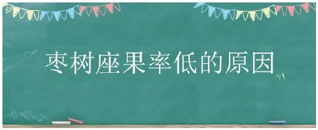 枣树座果率低的原因 | 生活常识