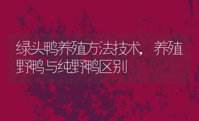 绿头鸭养殖方法技术,养殖野鸭与纯野鸭区别 | 养殖常见问题