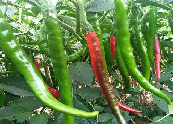 植物常识问题|辣椒开花结果后如何处理提高辣椒产量