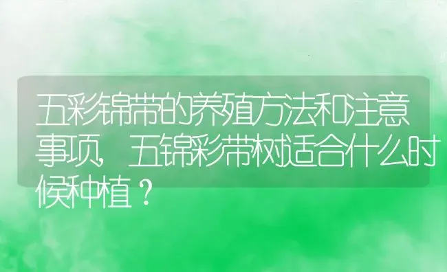 五彩锦带的养殖方法和注意事项,五锦彩带树适合什么时候种植？ | 养殖常见问题