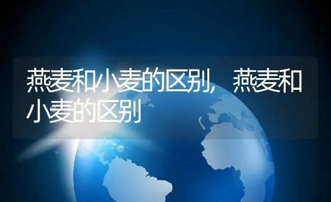 燕麦和小麦的区别,燕麦和小麦的区别 | 养殖常见问题