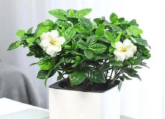 植物常识问题|栀子花怎样打造棒棒糖和施肥