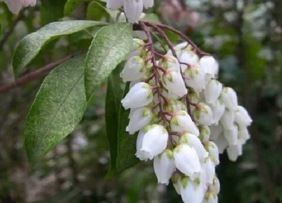 植物常识问题|马醉木摆放家里风水禁忌（可以养在卧室室内吗）