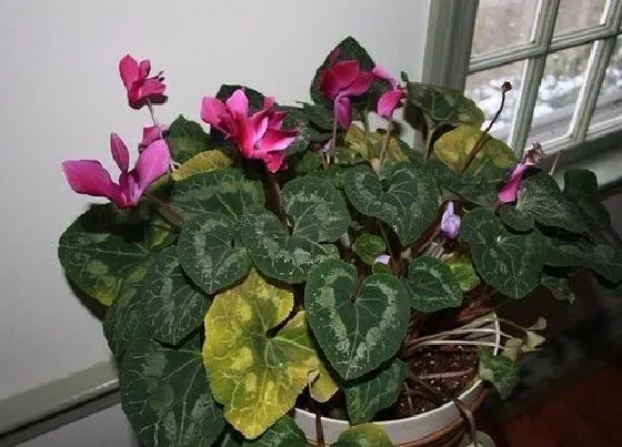 植物常识问题|家里的仙客来叶片发黄是哪些原因引起的