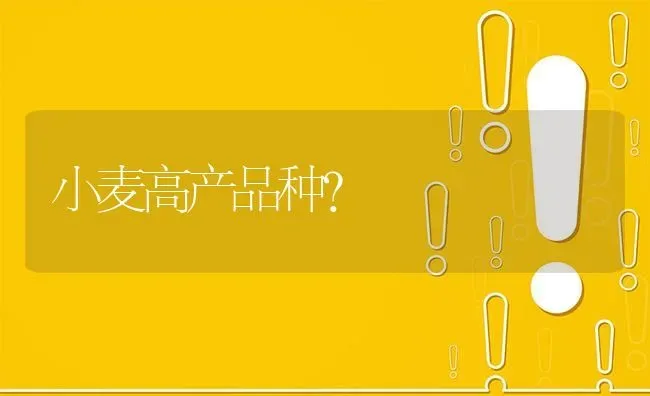 小麦高产品种? | 养殖问题解答