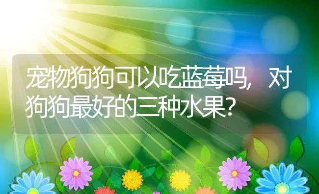 宠物狗狗可以吃蓝莓吗,对狗狗最好的三种水果？ | 养殖常见问题