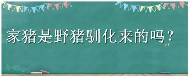 家猪是野猪驯化来的吗 | 生活常识