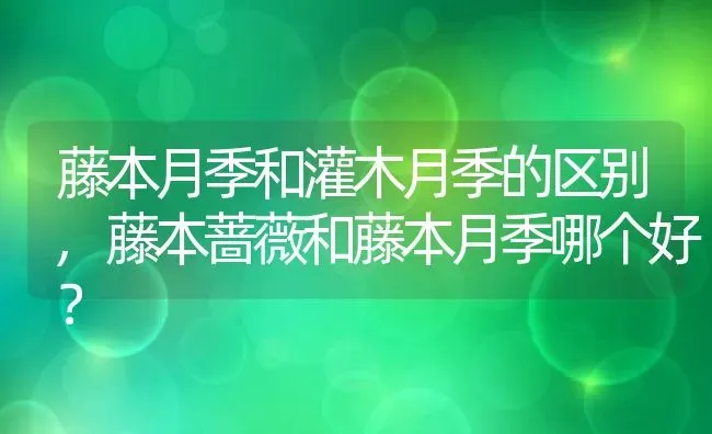 藤本月季和灌木月季的区别,藤本蔷薇和藤本月季哪个好？ | 养殖常见问题
