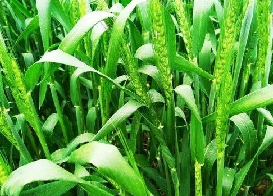 植物常识问题|寒露早,白露迟,秋分种麦正当时（小麦最佳种植时间）