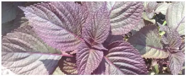 紫苏的种植注意事项 | 农业答疑