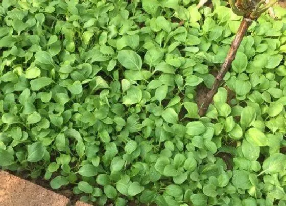 植物常识问题|蔬菜种植技术与管理