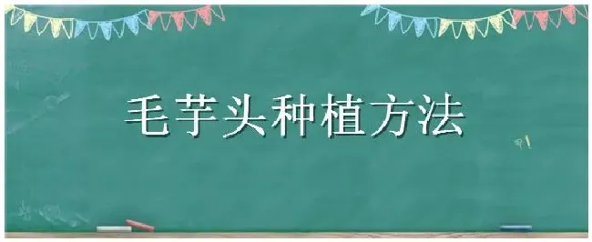 毛芋头种植方法 | 三农问答