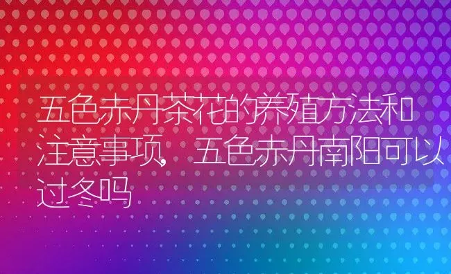 五色赤丹茶花的养殖方法和注意事项,五色赤丹南阳可以过冬吗 | 养殖常见问题