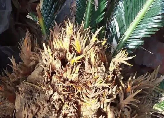 植物常识问题|铁树花的功效与作用及食用方法
