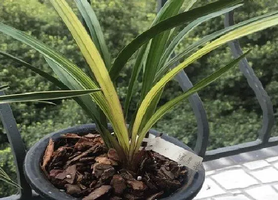 植物常识问题|兰花浇水一定要注意的问题