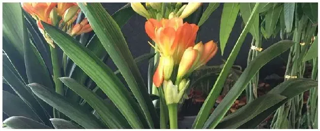 百虫灵对红蜘蛛有效吗 | 科普知识