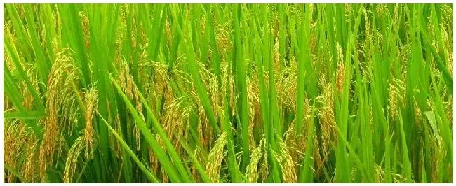 广东19香水稻品种 | 农业问题