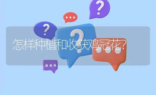 怎样种植和收获鸡冠花? | 养殖问题解答