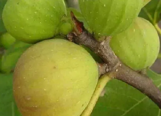 植物常识问题|无花果品种介绍及图片大全 无花果有几个品种