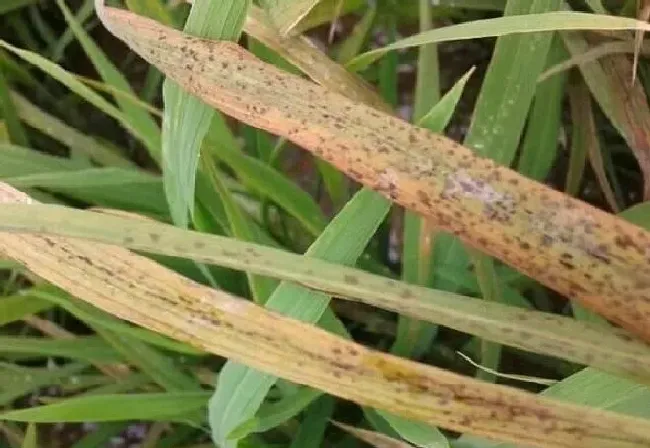 植物常识问题|水稻叶有锈斑怎么回事点（水稻叶子锈病是什么原因造成的）