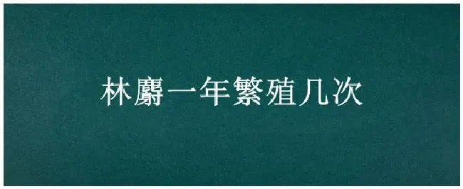 林麝一年繁殖几次 | 科普知识