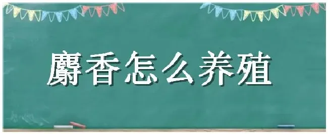 麝香怎么养殖 | 农业答疑