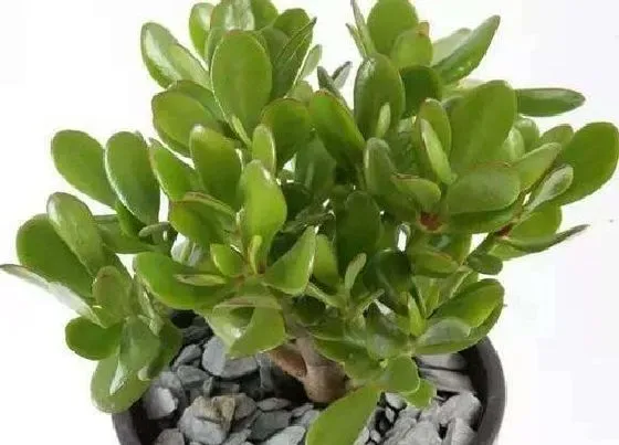 植物常识问题|燕子掌和玉树的区别