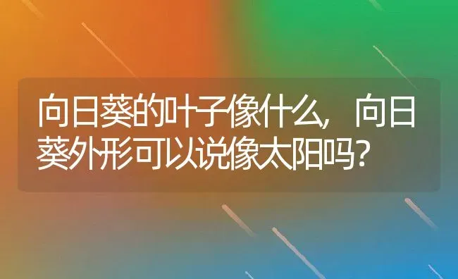 向日葵的叶子像什么,向日葵外形可以说像太阳吗？ | 养殖常见问题