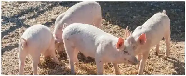 断奶小猪光喝水不吃料的原因 | 生活常识