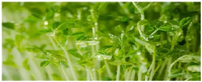 怎么种植豌豆芽苗菜粗壮 | 三农问答