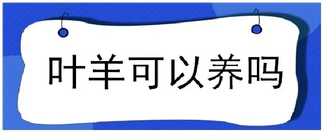 叶羊可以养吗 | 农业问题