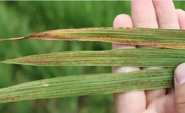 植物常识问题|水稻叶有锈斑怎么回事点（水稻叶子锈病是什么原因造成的）