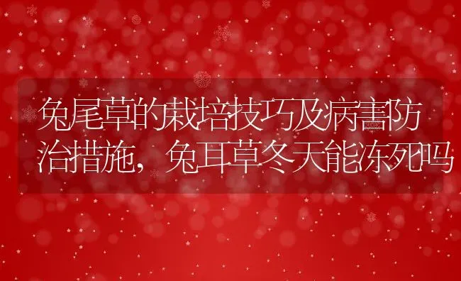 兔尾草的栽培技巧及病害防治措施,兔耳草冬天能冻死吗 | 养殖常见问题