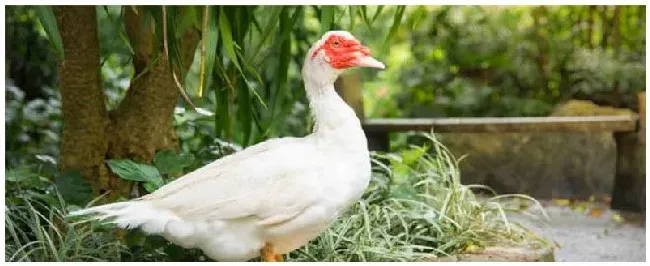 肉鸭品种有哪些 | 三农问答