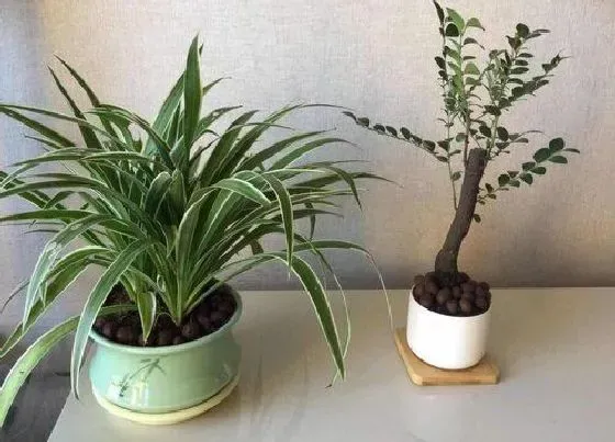 植物常识问题|吊兰叶片焦尖了怎么办