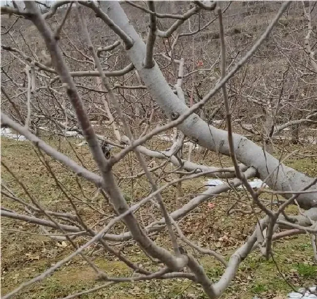 植物常识问题|苹果树冬天不落叶好不好（苹果树不落叶是什么原因）