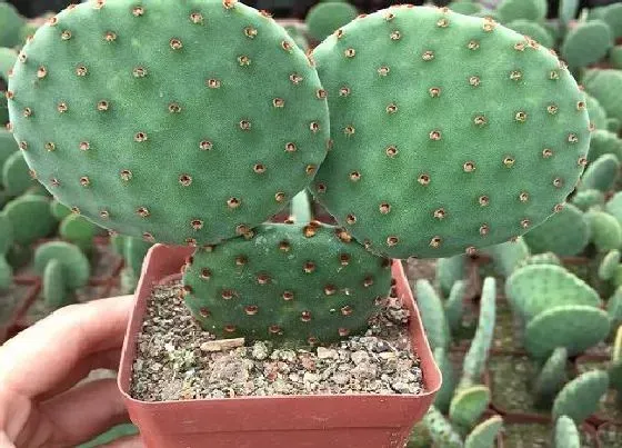 植物常识问题|仙人掌如何养护长得粗壮