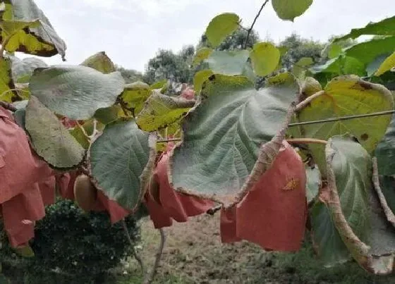 植物常识问题|植物叶子边缘焦枯什么原因 绿植叶子边缘焦枯怎么办