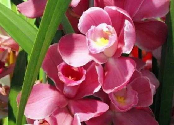 植物常识问题|兰花新苗长出来后老苗需要剪掉吗