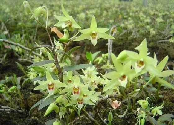 植物常识问题|石斛怎么种植方法