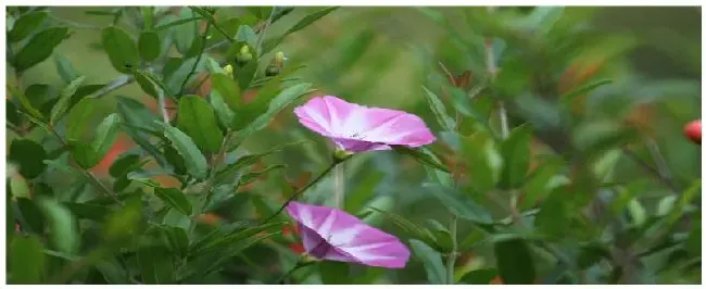 矮牵牛种子种植方法 | 农业问题