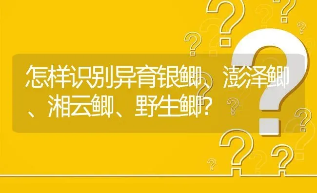 怎样识别异育银鲫、澎泽鲫、湘云鲫、野生鲫? | 养殖问题解答