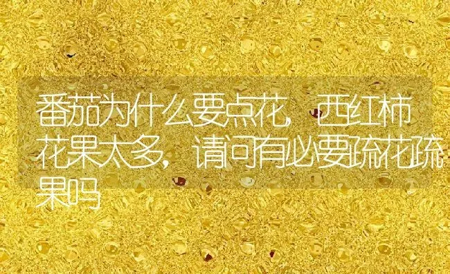 番茄为什么要点花,西红柿花果太多，请问有必要疏花疏果吗 | 养殖常见问题