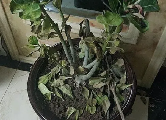 植物常识问题|沙漠玫瑰出现落叶的原因