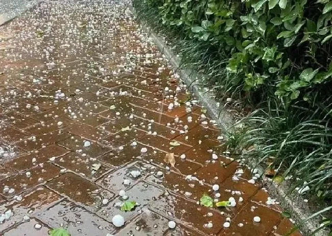 植物常识问题|烟台突降冰雹苹果受灾  山东多地再次降下冰雹