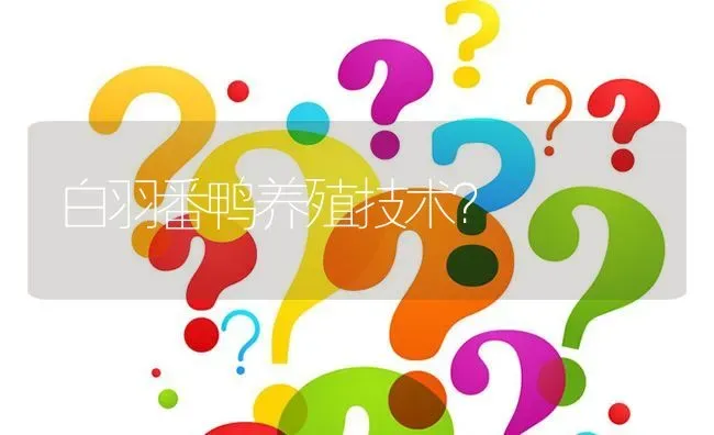 白羽番鸭养殖技术? | 养殖问题解答