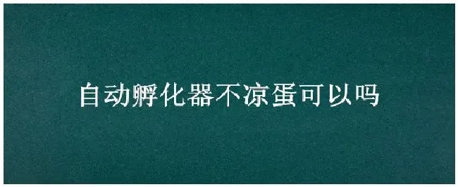 自动孵化器不凉蛋可以吗 | 农业问题