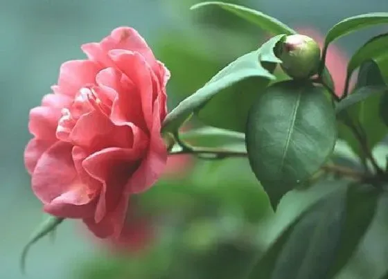 植物常识问题|茶花催花需要满足哪些条件呢