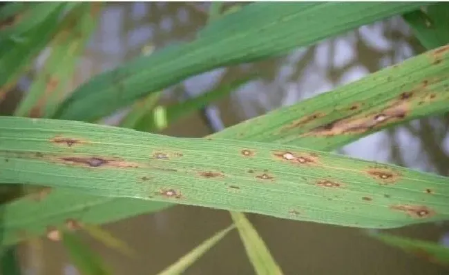 植物常识问题|水稻叶有锈斑怎么回事点（水稻叶子锈病是什么原因造成的）